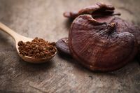 Lingzhi - The Legendary Mushroom of Longevity